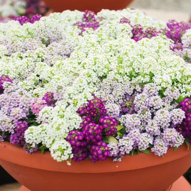 ALYSSUM MAGIC CIRCLES MIX 200 Seeds flower garden GROUND COVER cottage EASY GROW