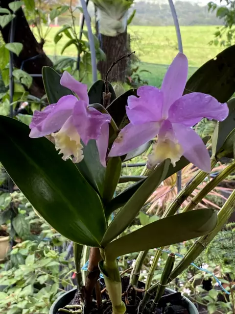 Orchid Cattleya harrisoniana