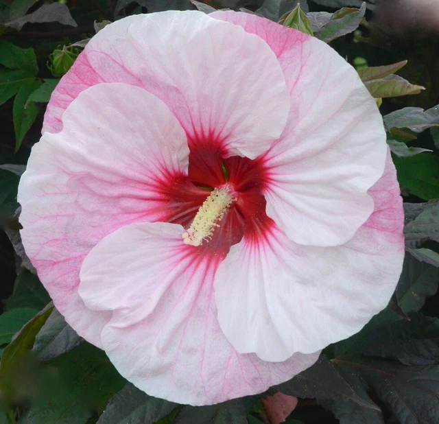 PERFECT STORM Hardy Hibiscus -- DWARF!  --  Plant in 4.5" pot