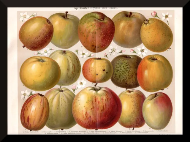 Apfelsorten (System Diel-Lucas) +alte Bildtafel/Chromolitho  1905+ Renetten