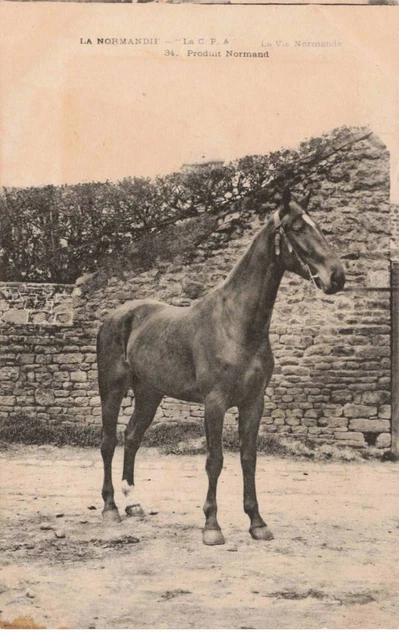 14 - LA NORMANDIE - S00848 - La CPA - La Vie Normande - Produit Normand - Cheval
