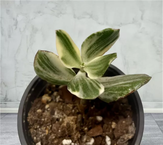 Variegated Jade Plant, live house plant cutting, Crassula Ovata