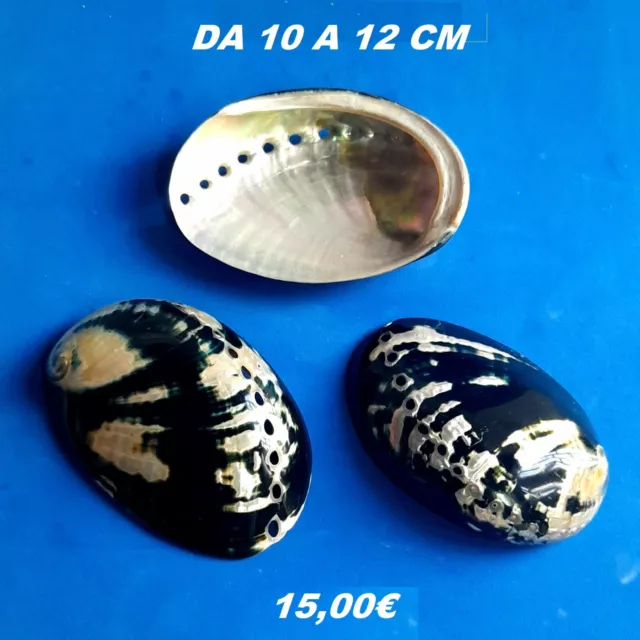 Conchiglia , Haliotis Cracherodii , Conchiglia Haliotis , Abalone , Madreperla