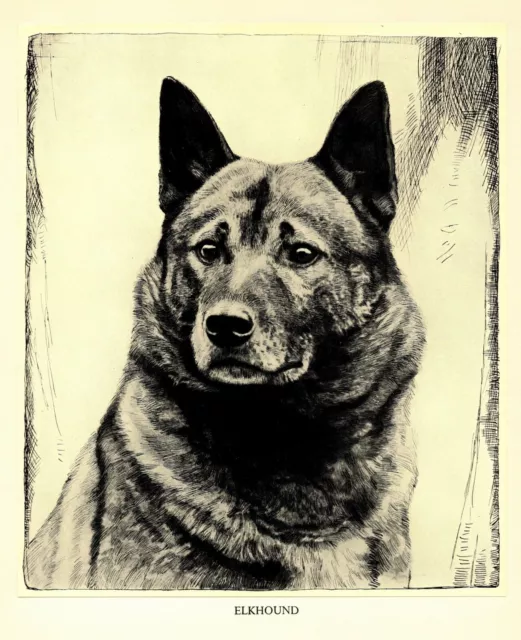 1935 Antique Norwegian Elkhound Print Malcolm Nicholson Elkhound Art 4493k