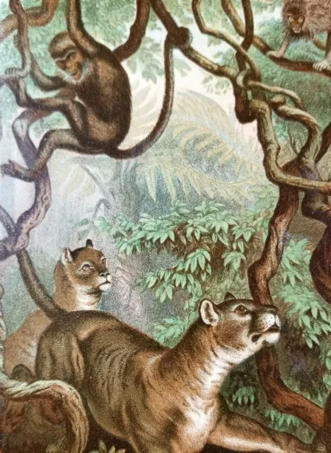 PUMA HUNTING MONKEYS Authentic 19th Century 1880s CHROMOLITHOGRAPH PRINT Prang
