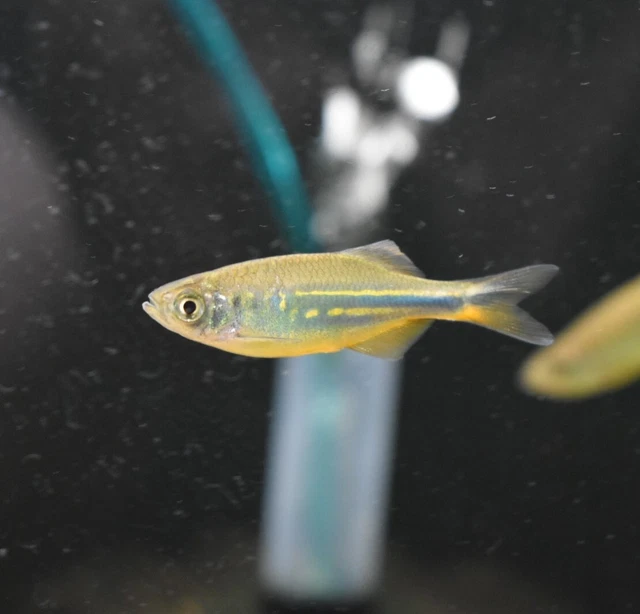 Live Giant Danio (Pack of 2 Freshwater Aquarium Fish) *PLS READ DESCR* 4