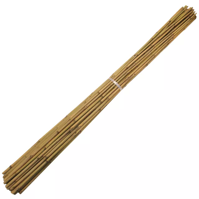 Suregreen Bamboo Canes 2.4m/ 8ft | 14-16mm |  50 Pack Strong Thick Plant Support 2