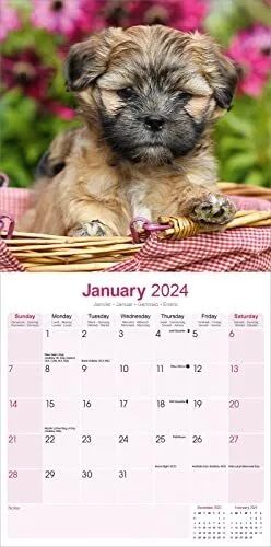 Lhasa Apso Calendar 2024 | Square Dog Breed Wall Calendar - 16 Month 3