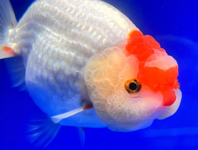 Live Fancy Goldfish Red White Ranchu 3.5- 4 inches (1115_02_RC01)