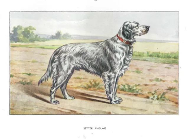 Rare 1930 Art Francois Castellan France Dog Watercolor Print ENGLISH SETTER