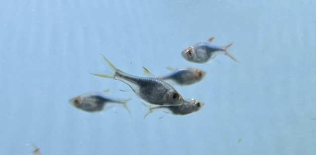 Black Harlequin Rasbora 1” (10 Pack) -Live Freshwater Tropical Aquarium Fish