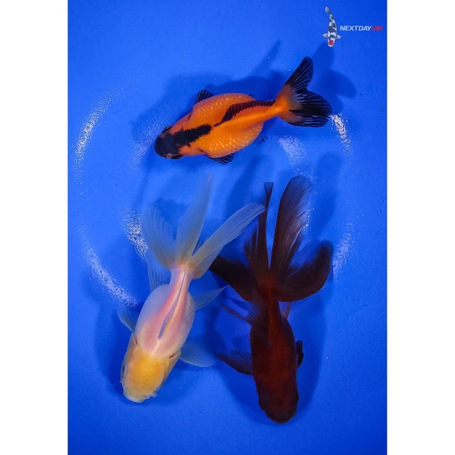 Lot of (3) 2.5 to 4.5" HANDPICKED GOLDFISH Imported live goldfish for pond NDK