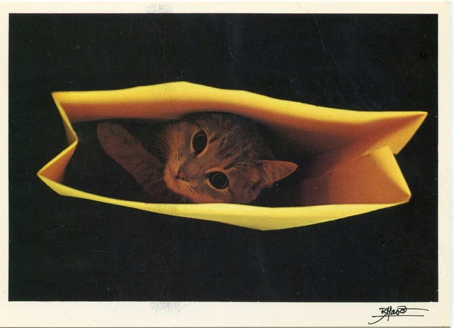 Cpsm / Carte Postale / Chat / Cat / Illustrateur Bruno Maso // L'aventure