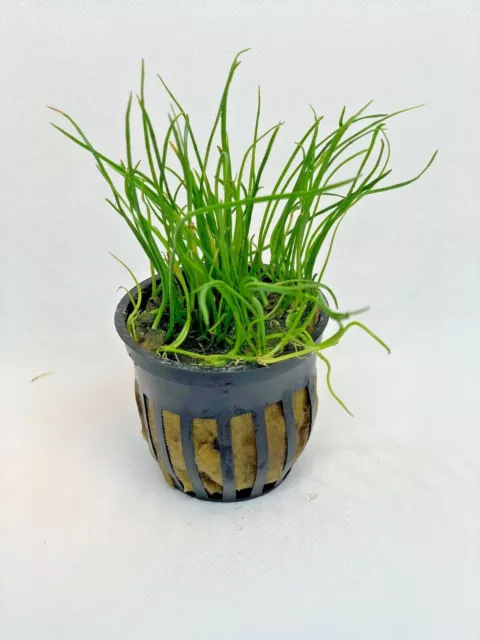 *BUY 2 GET 1 FREE* Micro Sword Liaeopsis Brasiliensis Aquarium Plants ✅ 3