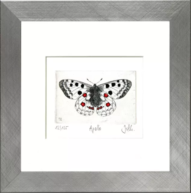 Apollo (Parnassius apollo), Butterfly Etching, Schmetterling Radierung,
