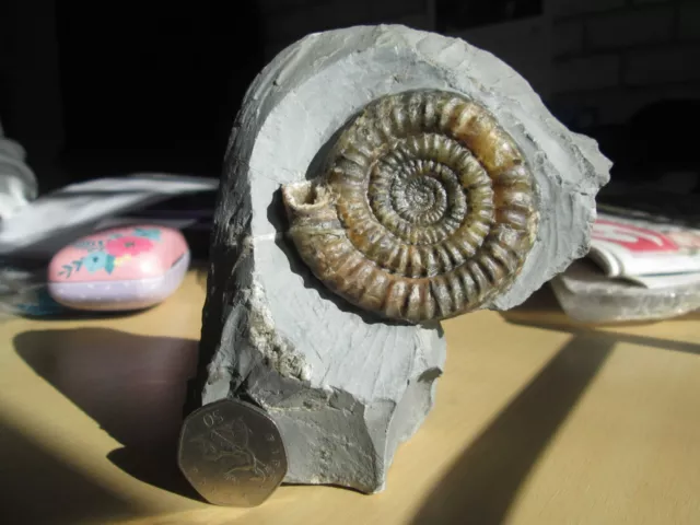 Echioceras ammonite from the Jurassic Coast