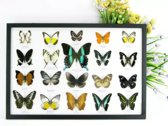 20 beautiful butterfly butterflies in showcase - framed - real - taxidermy - b57