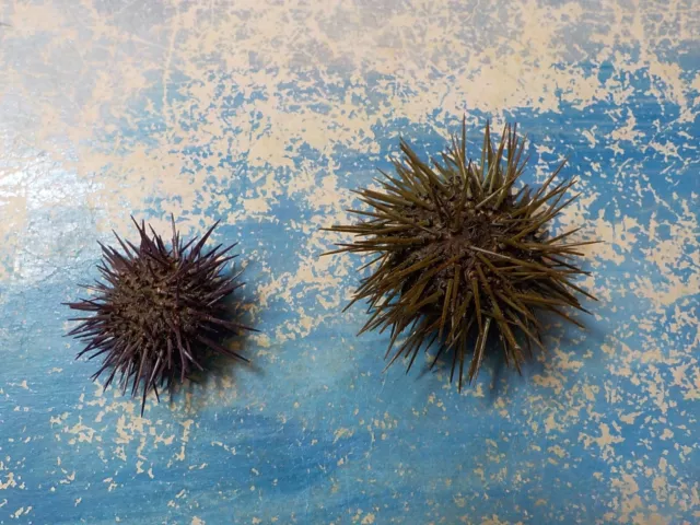2 SEA URCHINS   , from Greece