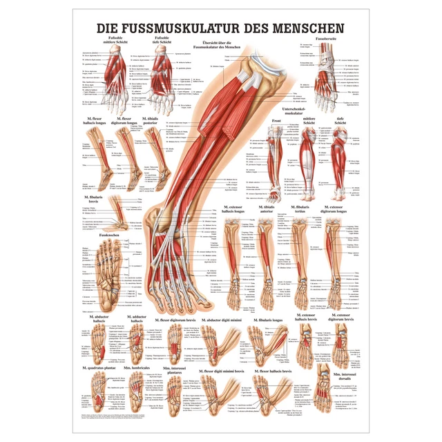 Sport-Tec Muskulatur des Kopfes Mini-Poster Anatomie 34x24 cm