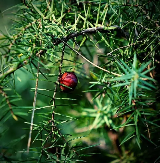 Graines de Genévrier Cade,Juniperus oxycedrus,Genévrier Oxycèdre,petit Cèdre