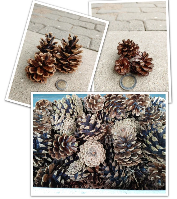 Tannenzapfen, Kiefernzapfen, Natur 2-8cm für Weihnachten, Deko, Basteln usw.