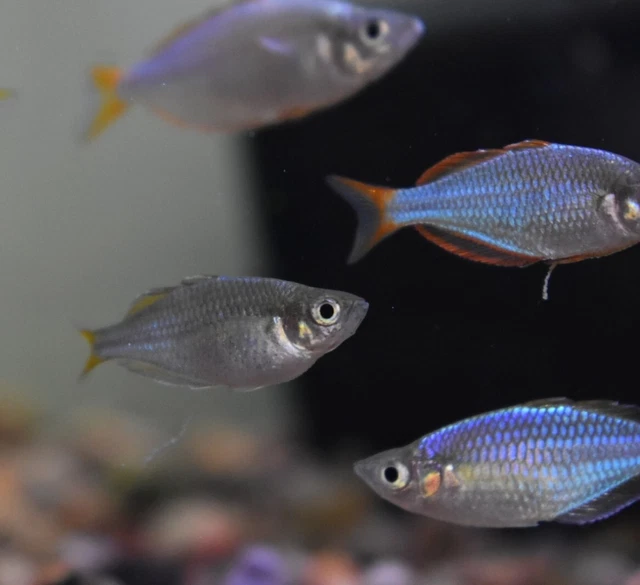 Live Dwarf Neon Rainbowfish 1.5" (Pack of 3 Freshwater Aquarium Fish)