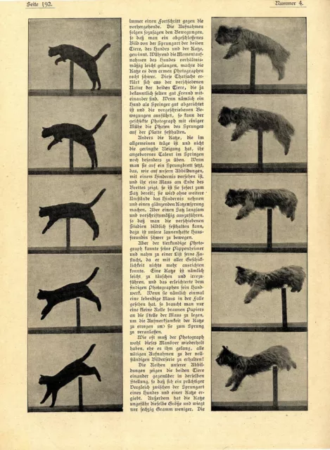 Comment les animaux sautent histoire. Photographies instantanées technique photographique animaux texte de 1901 2