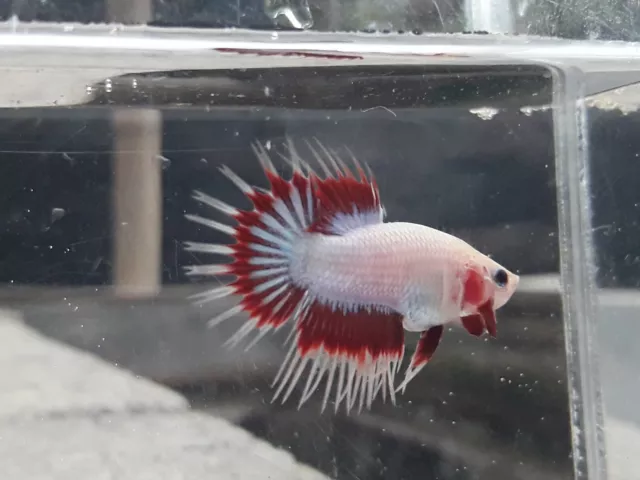 live fish crowntails white platinum red fin indonesia breeder rare colour|+