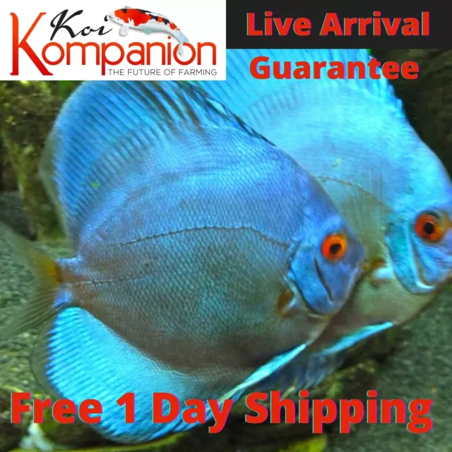 1/2/3X Blue Diamond Discus Fish 3-4" Freshwater Koi Kompanion Free 1Day Shipping