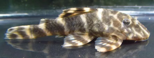 Clown Pleco LIVE FISH Read Description