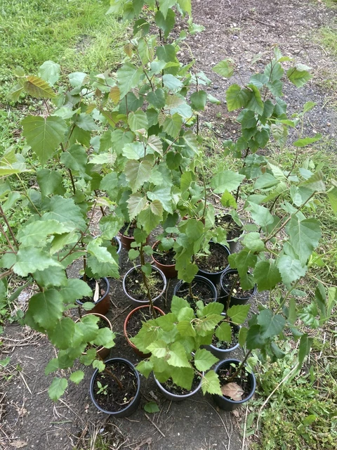 2 X SILVER birch tree saplings very healthy collection only £8.00 ...
