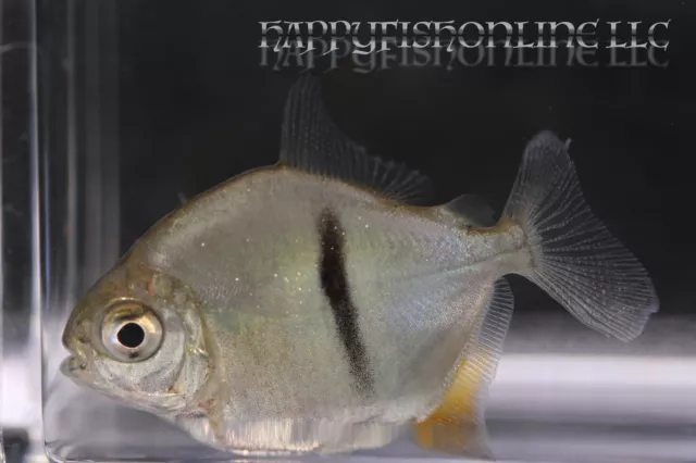 BLACK BAR MYLEUS (Myleus shromburgkii) (9) RARE DOLLARS - LIVE FISH - CB 2-2.5"