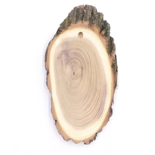 5 Pieza Escudo de Trofeo Acacia Af 16 CM Muy Pequeño Corzo Cornamenta Baumschild 3