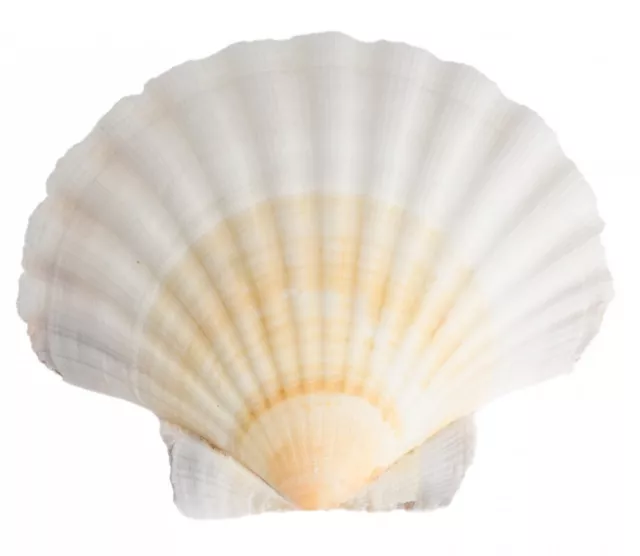 NaDeco Pecten jacobeus 12-15cm | Jakobsmuschel | Pilgermuschel | Fächermuschel