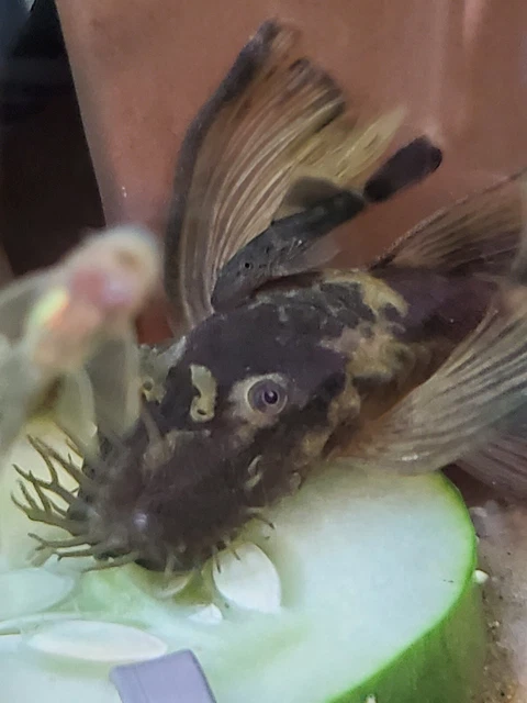Juvenile Longfin Green Dragon Plecos, U.S. Tank bred, Size: 1.25" to 1.50"