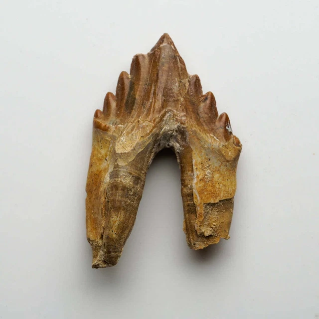 Genuine Natural Pre Historic Basilousaurus Whale Tooth