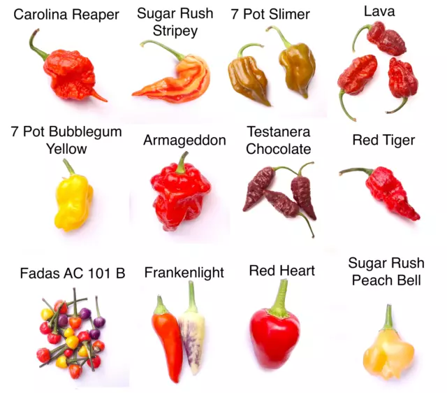 Ultimate Chilli Seeds Collection - 60 Seeds inc Carolina Reaper + 10 FREE SEEDS