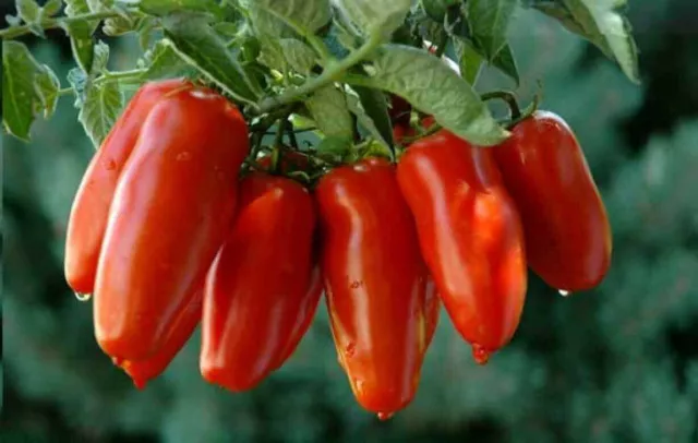 TOMATE SAN MARZANO, 50 graines + GRATUIT