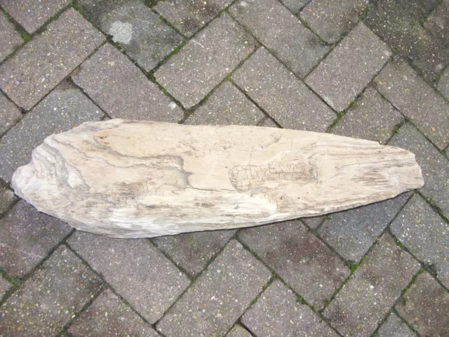 large driftwood piece