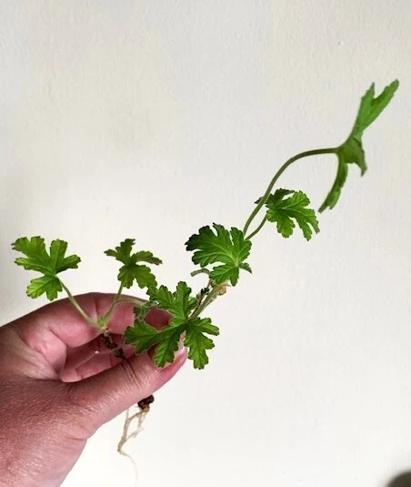 PELARGONIUM 'DR WESTERLUND' Rare Geranium Rose Scent V-Shape Well ...