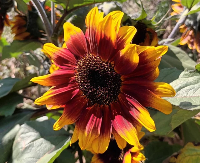 FREE CALENDULA SEEDS +Sunflower Solar Eclipse +NEW Stunning Variety+20 ...