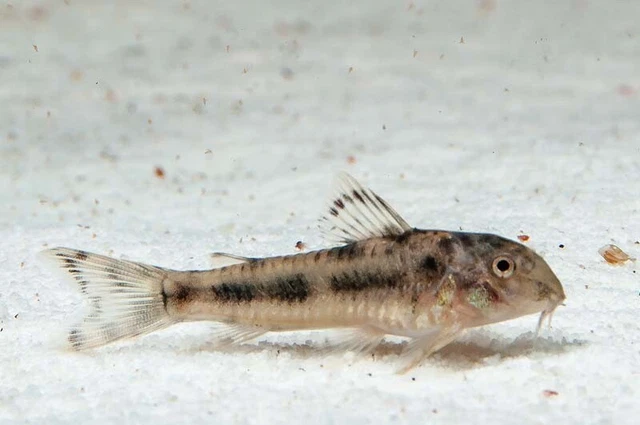 Pack of 3 Juvenile C-125 Ceara Bulldog Corydoras Cory Catfish Live Tropical Fish