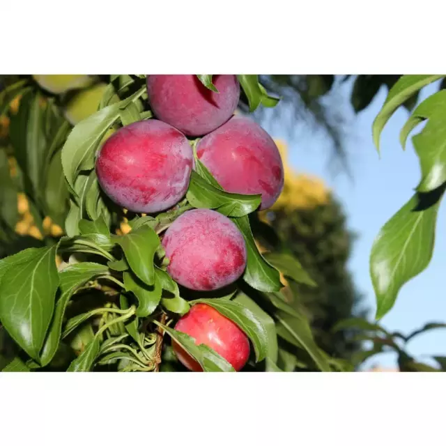 Dwarf Santa Rosa Plum Tree Bare Root Delicious Fruit Cold Hardy Self-Pollinating