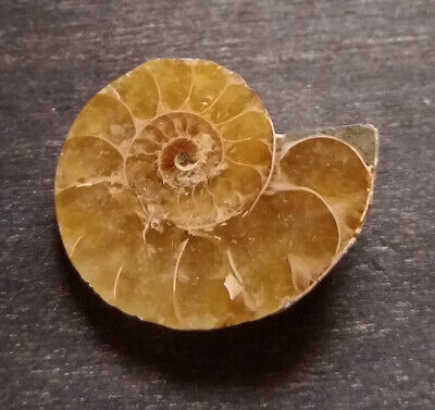 Ammonite géode cabochon 34x28x10mm guérison tout chakra fossile prospérité 