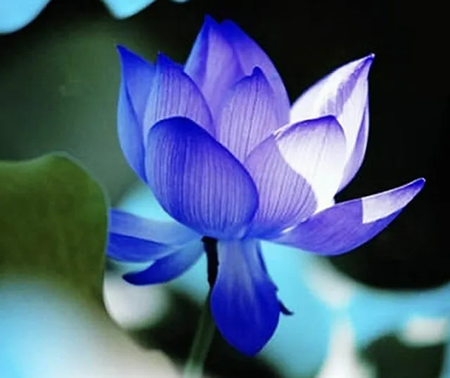 Blue Chinese Lotus Seeds Nelumbo Nucifera Water Lily Pond Garden