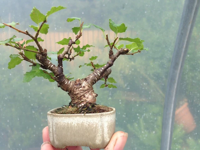 BONSAI TREE SHOHIN Lovely Nothofagus Beech In Training Flowering Garden  39.00 - PicClick UK