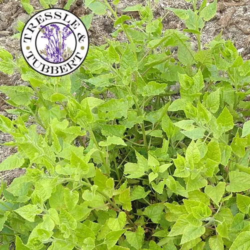 RARE Wild Caucasian Spinach Hablitzia tamnoides  wild variety 5 seeds  UK