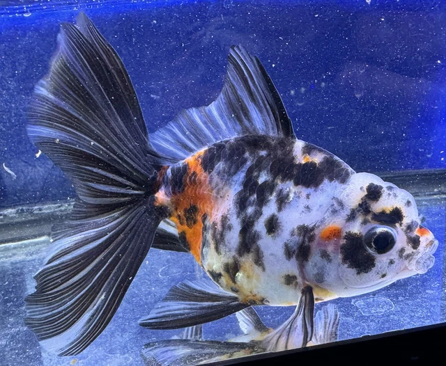 LIVE pond goldfish  Fish~ Goldfish Thai  Oranda  goldfish 5 Inch