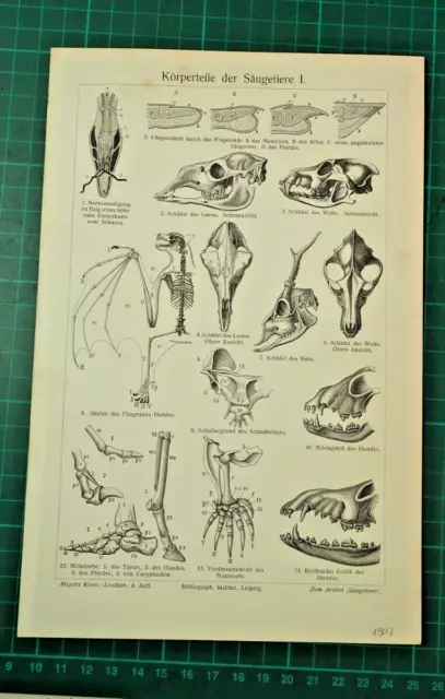Körperteile, Haare u. Zelle der Säugetiere 8 originale Drucke / Tafeln  aus 1907