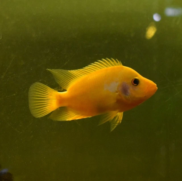 Live Red Devil Cichlid (5" Large Freshwater Aquarium Fish) *PLS READ DESCR*